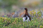 red grouse