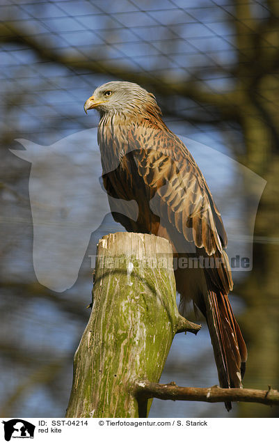 red kite / SST-04214