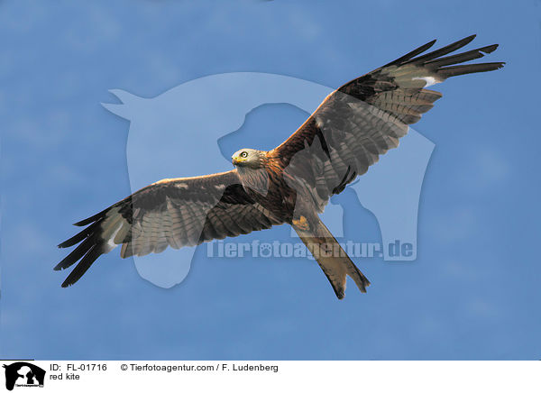 red kite / FL-01716