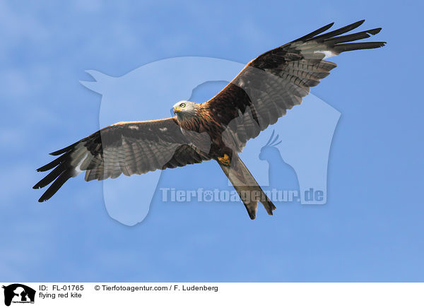 fliegender Rotmilan / flying red kite / FL-01765