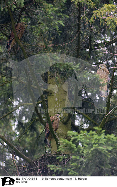 Rotmilane / red kites / THA-04578