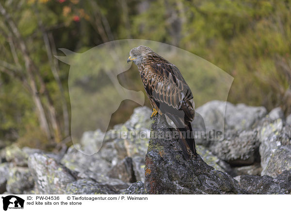 red kite sits on the stone / PW-04536