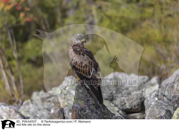 red kite sits on the stone / PW-04537