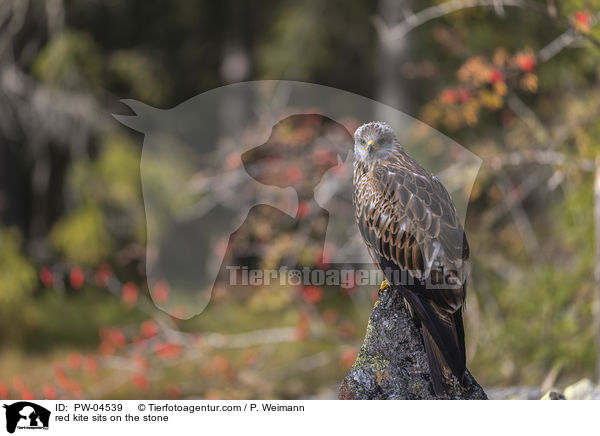 red kite sits on the stone / PW-04539