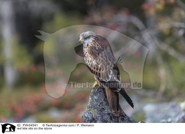red kite sits on the stone / PW-04541