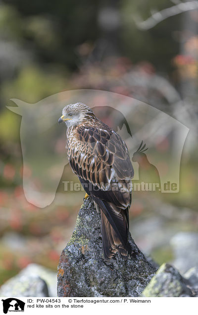 red kite sits on the stone / PW-04543