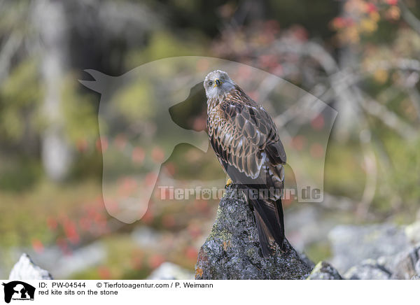 red kite sits on the stone / PW-04544