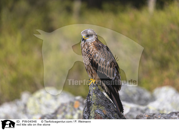 red kite sits on the stone / PW-04546