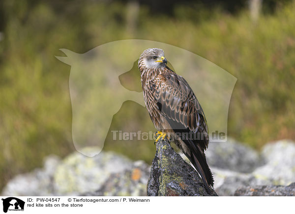 red kite sits on the stone / PW-04547