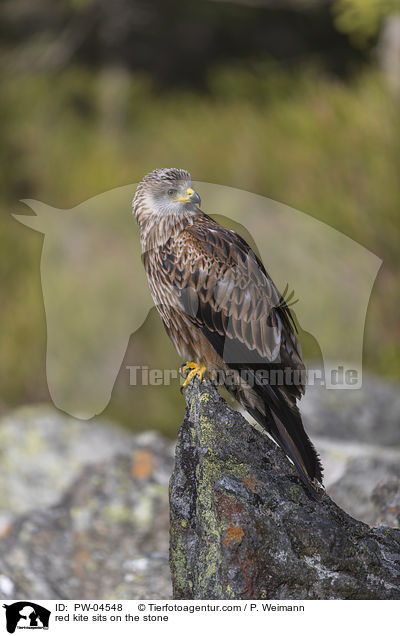 red kite sits on the stone / PW-04548