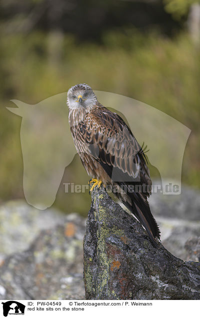 red kite sits on the stone / PW-04549