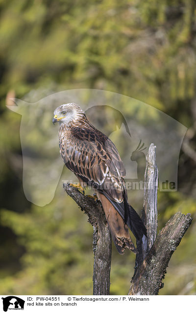 red kite sits on branch / PW-04551