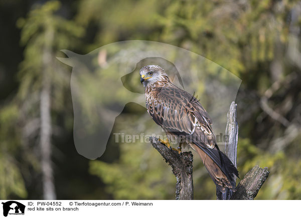 red kite sits on branch / PW-04552
