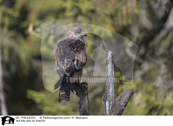 red kite sits on branch / PW-04553