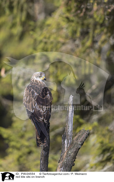 red kite sits on branch / PW-04554