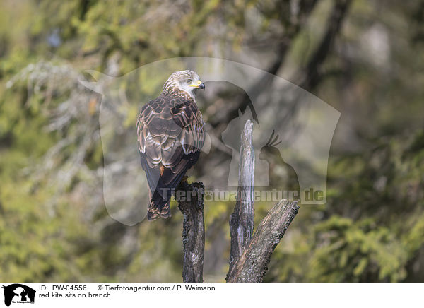 red kite sits on branch / PW-04556