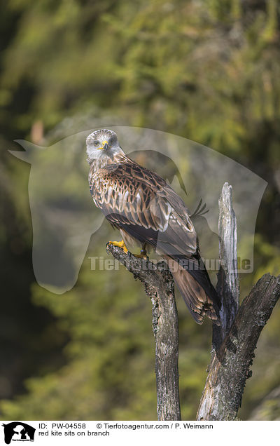 red kite sits on branch / PW-04558