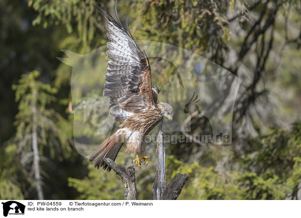 red kite lands on branch / PW-04559