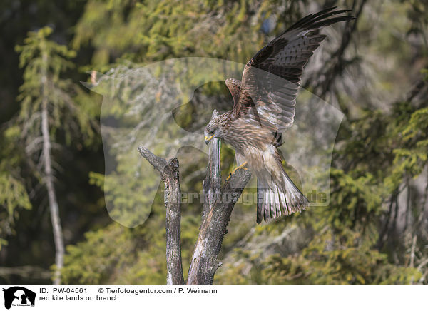 red kite lands on branch / PW-04561