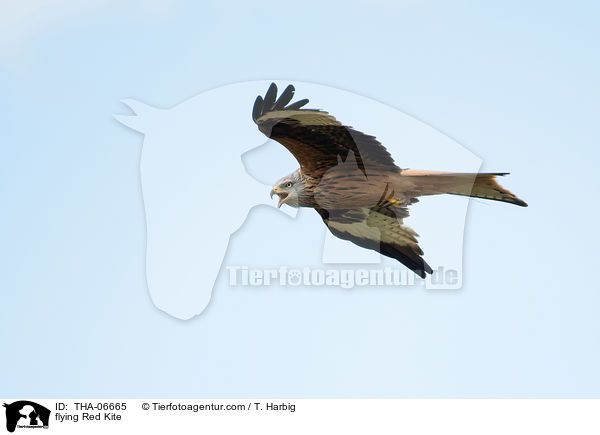 fliegender Rotmilan / flying Red Kite / THA-06665