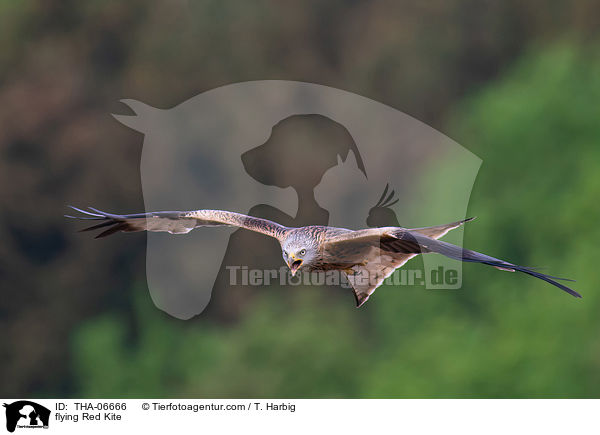 fliegender Rotmilan / flying Red Kite / THA-06666