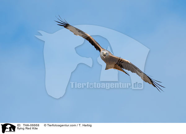 fliegender Rotmilan / flying Red Kite / THA-06668