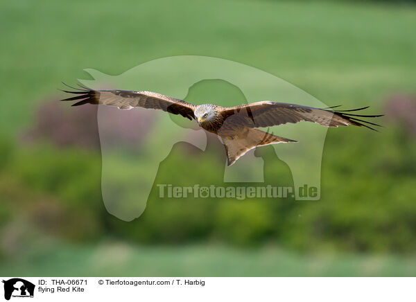 fliegender Rotmilan / flying Red Kite / THA-06671