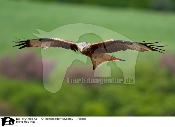 flying Red Kite / THA-06672