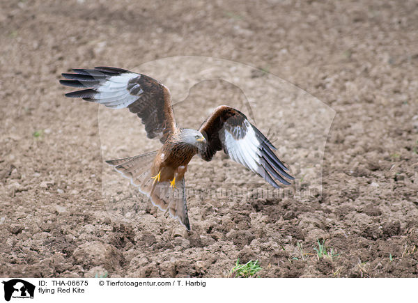 flying Red Kite / THA-06675