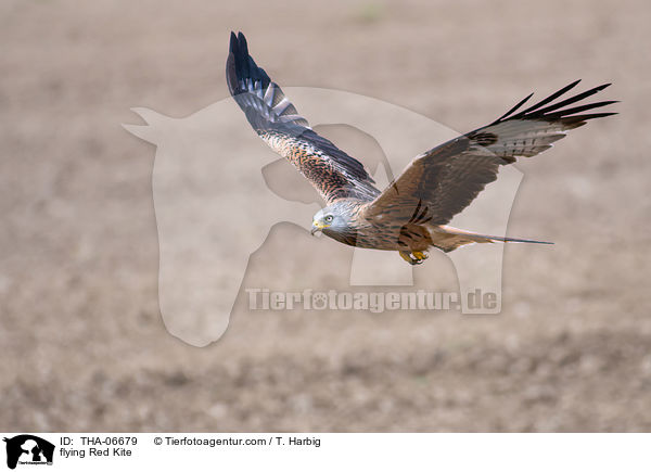 fliegender Rotmilan / flying Red Kite / THA-06679