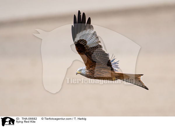 fliegender Rotmilan / flying Red Kite / THA-06682
