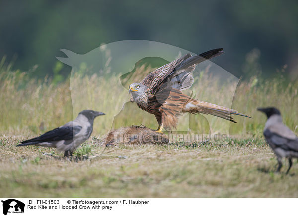 Rotmilan und Nebelkrhen mit Beute / Red Kite and Hooded Crow with prey / FH-01503
