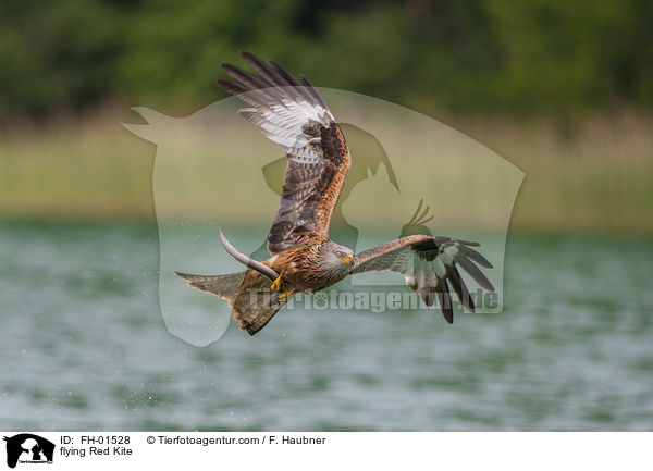 flying Red Kite / FH-01528