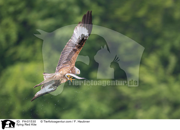 fliegender Rotmilan / flying Red Kite / FH-01530