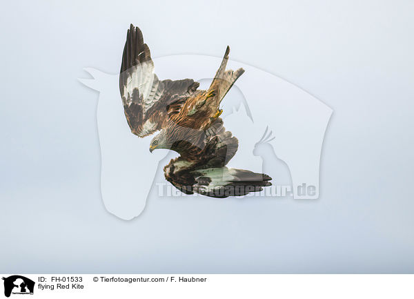 flying Red Kite / FH-01533