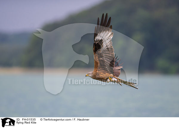 flying Red Kite / FH-01535
