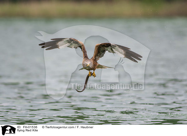 flying Red Kite / FH-01536