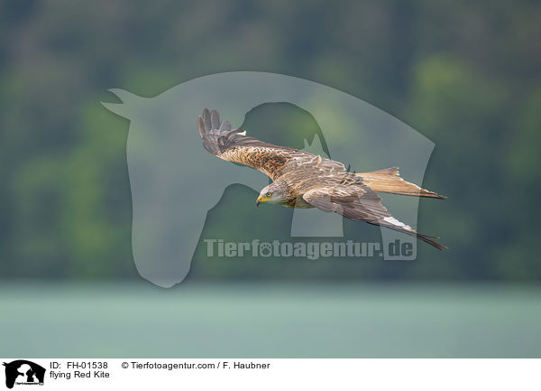 flying Red Kite / FH-01538
