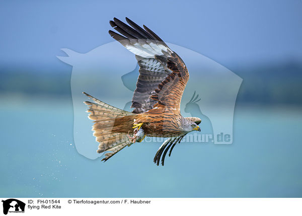 flying Red Kite / FH-01544