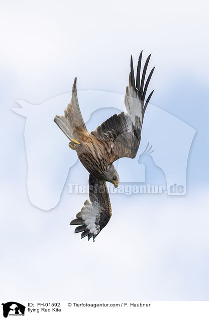flying Red Kite / FH-01592