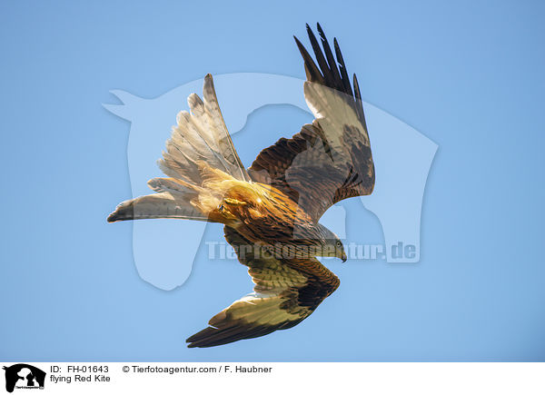 flying Red Kite / FH-01643