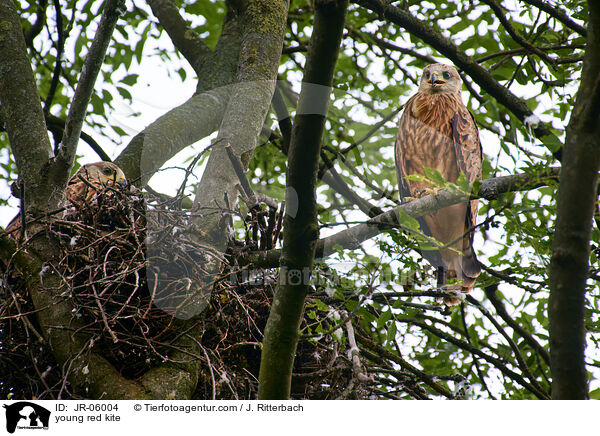 young red kite / JR-06004