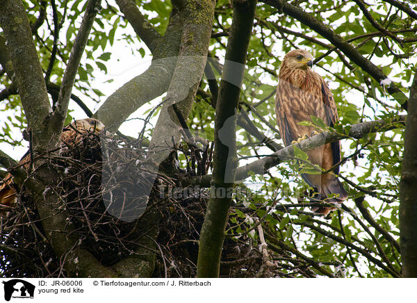 young red kite / JR-06006