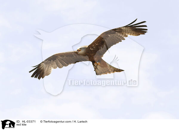 red kite / HL-03371