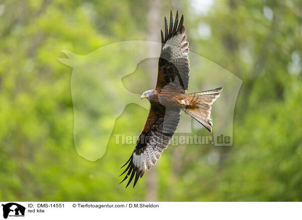 Rotmilan / red kite / DMS-14551