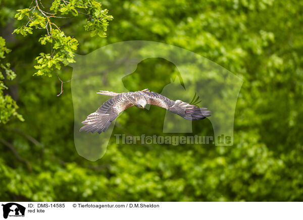 Rotmilan / red kite / DMS-14585