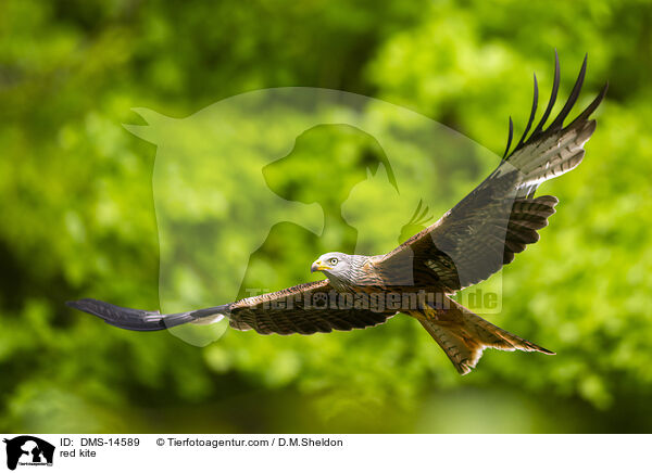 Rotmilan / red kite / DMS-14589