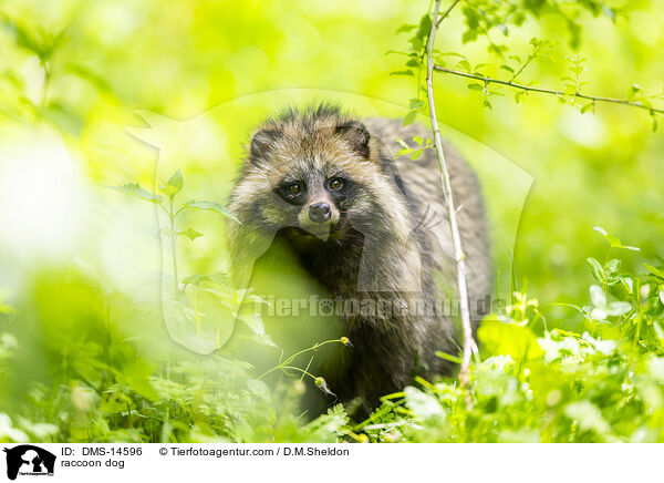 Marderhund / raccoon dog / DMS-14596