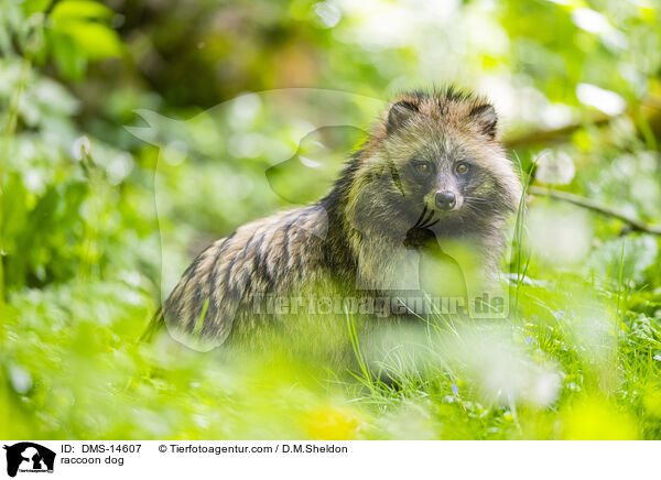 Marderhund / raccoon dog / DMS-14607