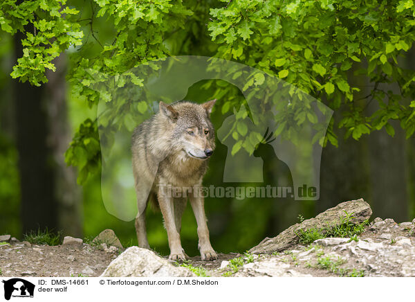 Timberwolf / deer wolf / DMS-14661